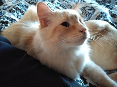 Henlo am Bikkit.  Mahm and dad sez it Biscuit.  I am bery good boi.