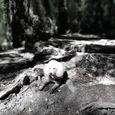 aapavez's profile picture. Ingeniero en Prevención de Riesgos