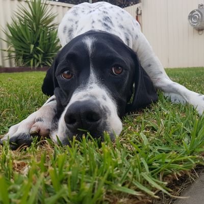 English Pointer. Ex showpup. Decided the dogwalk was not for me so now living the life as a stay at home dog 🐾💙. Mum from Lancashire UK and big MCFC fan 💙