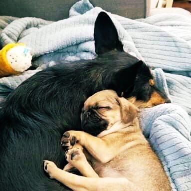 Ciao! We’re Maggie the terrier & Mustard the pug 😸 We are the 2 energetic cuddle bugs filled with love and joy 🥰