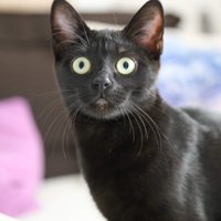 Shuri The Cat(@cat_shuri) 's Twitter Profile Photo