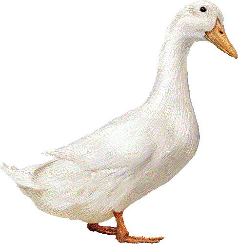 donaldfuckin's profile picture. http://t.co/cSBPtT3aTx
プロフィール画像をこちらから頂きました