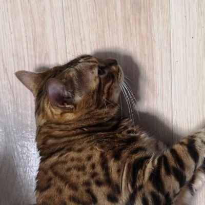 okameneko7's profile picture. 