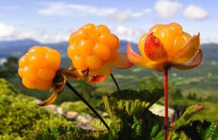 Cloudbe55101961's profile picture. I didn't just get a twitter to follow my favorite youtubers, nah.