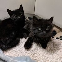 zzzzzz (@pazx13) 's Twitter Profile