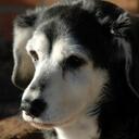 Dan Streeter - @djssas - Twitter