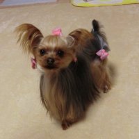 毎日の癒やし動画♡ (@relax_pets) 's Twitter Profile Photo 毎日の癒やし動画♡ (@relax_pets) 's Twitter Profile Photo