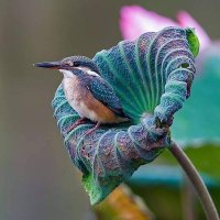 Linda Anne (@lindakf5) 's Twitter Profile