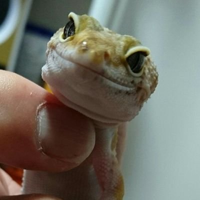 atumimama8383's profile picture. 野球 全般（特に高校野球）大好きです。平安高校と乙訓高校の大ファンです。無言フォローすいません🙏レオパ3匹と、ニシアフ2匹と金魚とドジョウと飼ってます。海外ドラママニアでもあります!３人の孫達が命です🖐