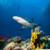 Marine Science (@science4marine) 's Twitter Profile
