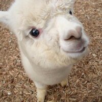 嫁＠鹿児島 (@suisanyome) Twitter profile photo