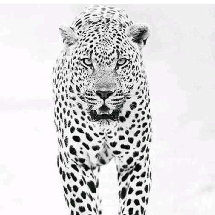 Laserking15's profile picture. 