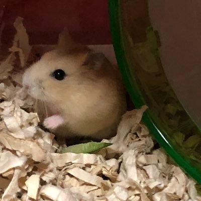niamouse_bechen's profile picture. ニケ ポケカ ハムスター育成 記録系