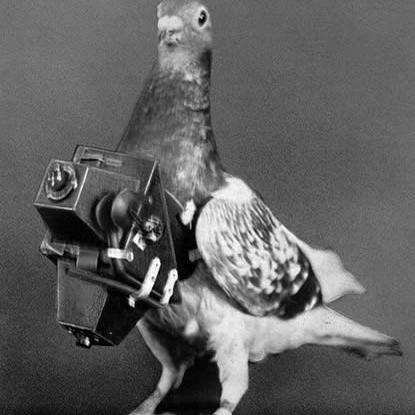 camera_pigeon Profile Picture