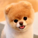 Lynette Olson - @Lynette71050774 - Twitter