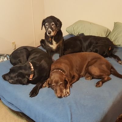 We are 2 Lab mix pups and 1 Beauceron and our missing 9 brothers & sisters 🌈. All of us are rescues