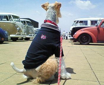 愛犬はワイヤーフォックステリアのワイヤー。ただいまBIKEがすごく欲しくて、気になるのはハーレーのスポーツスターとドゥカティのモンスターVツイン！