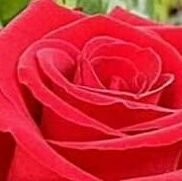 On behalf of me everyone red rose greetings