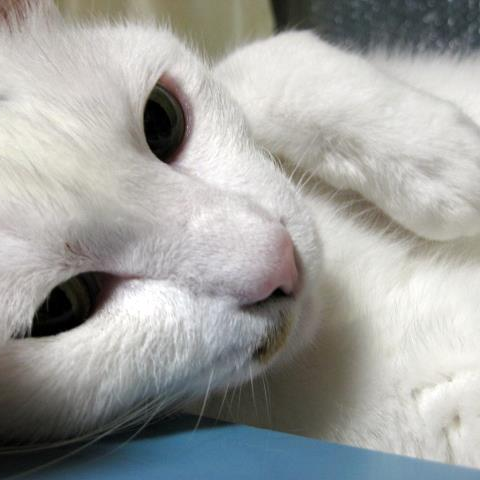 ねこまみれ
☆ブログ「大安吉日　猫草子」
http://t.co/tsN04O2VEA