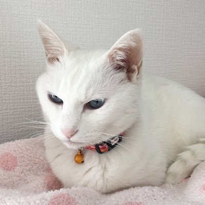 愛猫ゆき捜索中@埼玉県さんのプロフィール画像