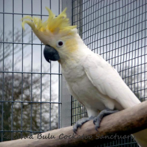 Charity 1146051 We rescue & offer sanctuary to all cockatoos.
The only Cockatoo Sanctuary in the UK. Love animals 
🦜🐈🐕🐓🐦🐄🐘🦆🦇🐬 Hate cruelty & ignorance.