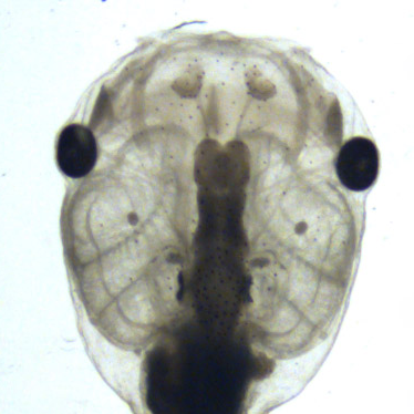 The Thompson lab @virginia_tech studies the effects of thyroid hormone on brain development. In tadpoles. Yep, they have brains, too!