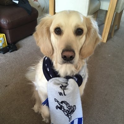 AndrewPittman2's profile picture. Millwall, The Jam/Weller - Time like a hound snapping at my heels