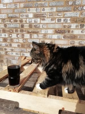 WiltsModelsteam's profile picture. 