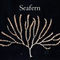 Seafern (@seafernmusic) 's Twitter Profile Photo Seafern (@seafernmusic) 's Twitter Profile Photo