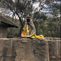 Mikaela Smit (@mikaela_smit) 's Twitter Profile