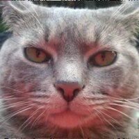 Following Trend (@followingtrend) 's Twitter Profile