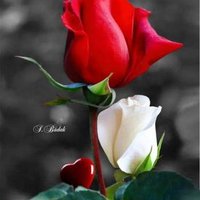 فحل ٢٥ ابوعريش (@vph2a8uaitofqit) Twitter profile photo