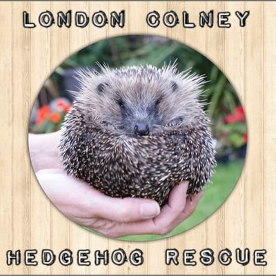 First Aid and Rehabilitation for sick/injured hedgehogs within London Colney and surrounding areas. 🐾🍁