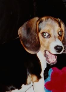 I am a mouthy beagle that loves my master's chicken sandwiches.  I also like Miles Davis and Quincy Jones.