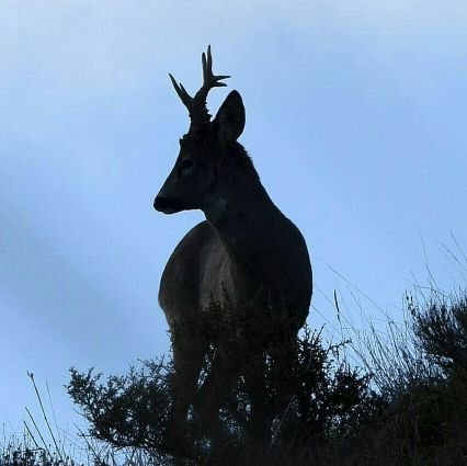 Amante del campo y la caza. #Trailcam Cocinillas cinegético #ComoLoQueCazo. Entre Madrid y Soria...