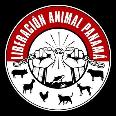 Activista vegana de liberacion animal y organisadora del activismo en Panama para DxE Panama, Save Movement David y Terricolas Panama
