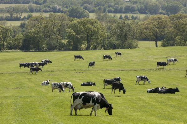 @DevinCow lives on me*. @DevinNunesMom and @NunesDad tend me. @DevinNunes has not visited in ages. *farms can't tweet, this is a parody account