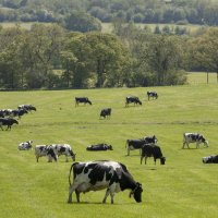 Devin Nunes' Farm (@devinnunesfarm) 's Twitter Profile Photo Devin Nunes' Farm (@devinnunesfarm) 's Twitter Profile Photo