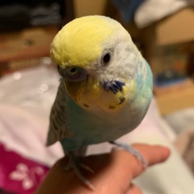 Shion28952244's profile picture.