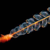 giri chukkapalli (@girichukkapalli) 's Twitter Profile Photo