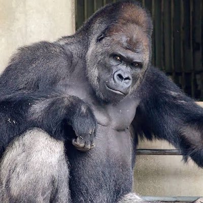 ゴリラ ゴリラ ゴリラ Gorilla 333 Twitter