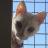guidobreglia's profile image