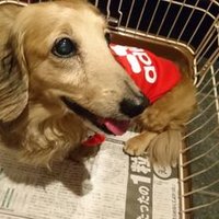 しっしー (@npnhhee3vt41mp6) 's Twitter Profile