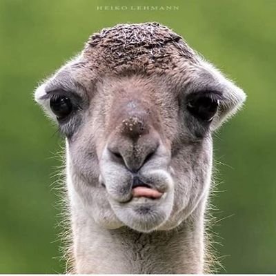 princess_lella's profile picture. Sarda doc. Sono fatta per il 50%di orbace e il 50%di filu e ferru. Sognavo di fare il playmobil.