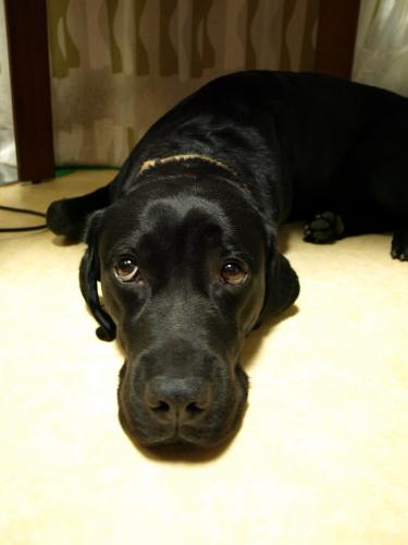 shukutsu's profile picture. シンガーソングファーマー。サラリーマンを辞めて、農家修行中。ニール･ヤングとボブ･マーリーと、愛犬が好き。