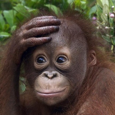 笑顔のロングセラー このゴリラ原西入ってるでしょ笑笑 千葉市動物公園 原西 原西ゴリラ Fujiwara ゴリラ チキンサンド騒ぎ 月見パイ