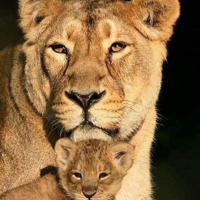 Harsh62336461's profile picture. Sports