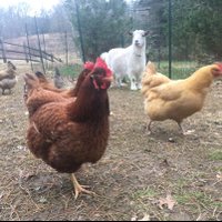 carol shields (@carolshields111) 's Twitter Profile