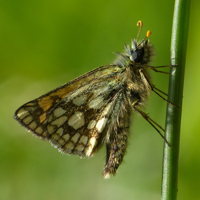 Member of Dorset Butterfly Conservation. Hobbies are Walking and Photography.