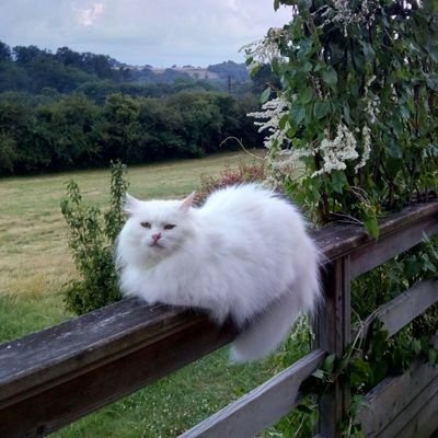 87_nounours's profile picture. Cadre  à la retraite.     #antiextrêmes. 🤮